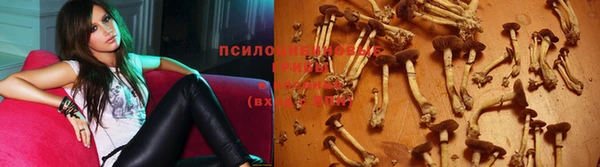 стаф Новодвинск
